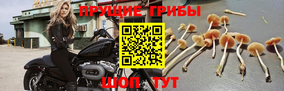 Касимов  Галлюциногенные грибы Cubensis  Галлюциногенные грибы MAGIC MUSHROOMS  Вход с VPN 